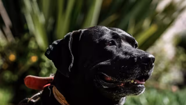 Cuco llegó de Comitán, Chiapas con una caravana migrante