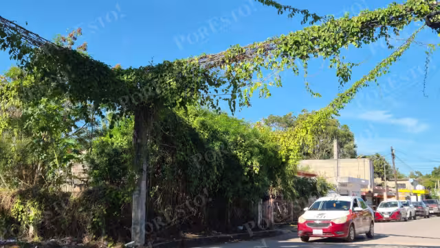 Vecinos de Champotón piden intervención por cableado eléctrico entre la maleza