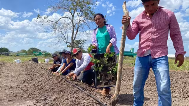 Los productores han perdido hasta 10 mil pesos en los sembrados