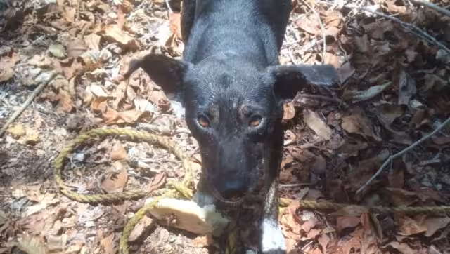 Agentes de la Policía Municipal salvan a lomitos en las comisarías de Rancho Grande y Dzonot Aké
