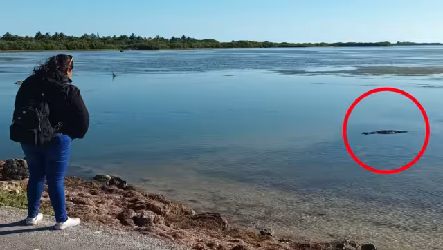 El cocodrilo se mantiene en la orilla de la carretera a Yobaín