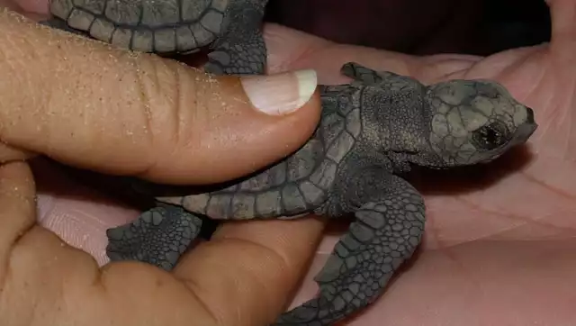 La Península de Yucatán es hogar y punto de encuentro de cuatro de las seis especies de tortugas marinas que existen en México