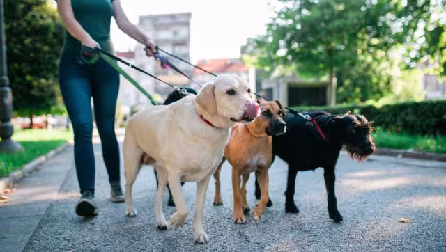 Hay muchas historias de personas que dejan todo para ir en busca de un empleo en Canadá