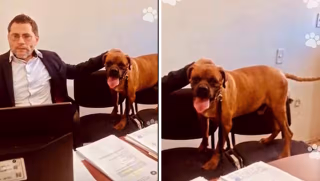 El Chato fue rescatado el pasado 11 de febrero en un predio baldío