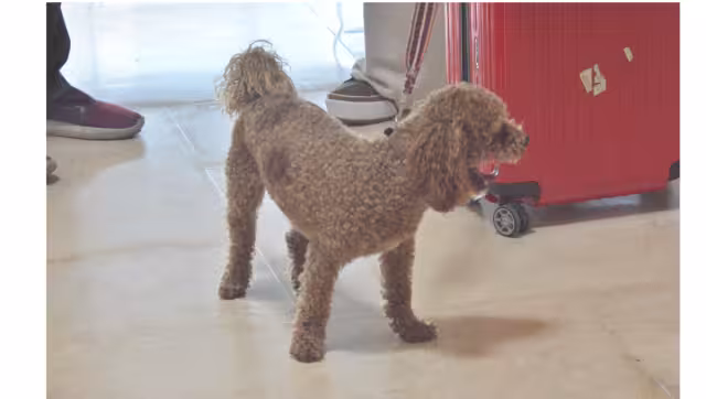 El “lomito” fue un regalo de la pareja de la mujer y es la primera vez que está tanto tiempo lejos
de su hogar.