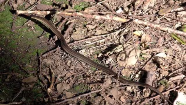 Las serpientes salen durante las lluvias en busca de calor