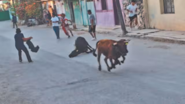 Panplomuchada: el encierro que conquista el carnaval sin heridos