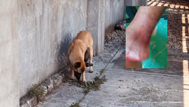 Vecinos denuncian ataques de perro en la calle 67
