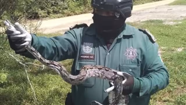 Las boas fueron liberadas lejos de zonas habitacionales de Progreso