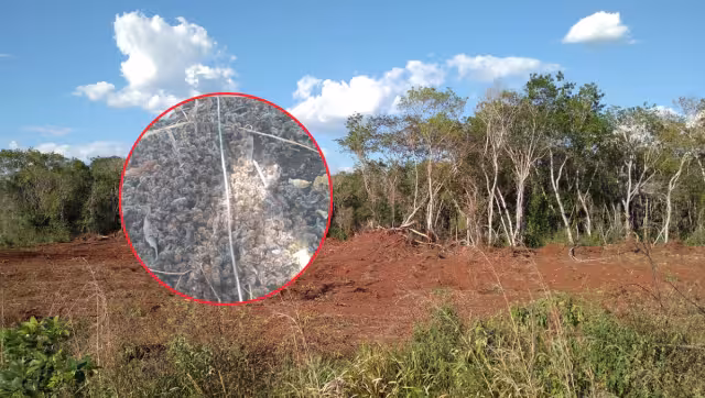 Productor maya responsabiliza a menonitas por la devastación del monte y sospecha que provocaron la muerte de decenas de abejas