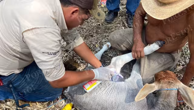 La liberación de moscas estériles contra el gusano barrenador iniciaría en el norte del país.
