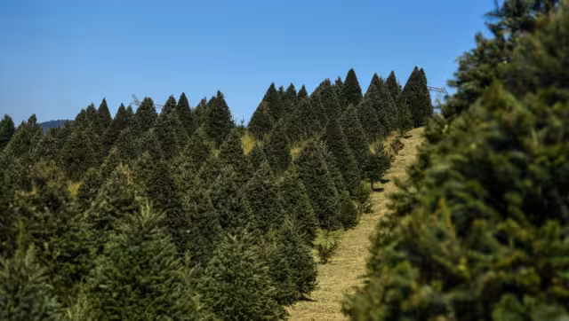 La Conafor enfatizó que la venta de árboles en estos viveros forma parte de una actividad económica autorizada