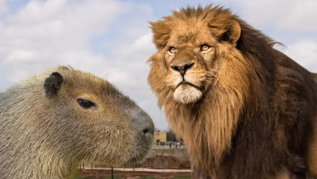 Capibaras y leones son parte de las especies que hay en Animaya