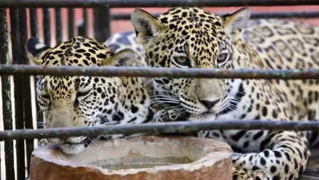 Un árbol destruyó el área de los jaguares del centenario de Mérida
