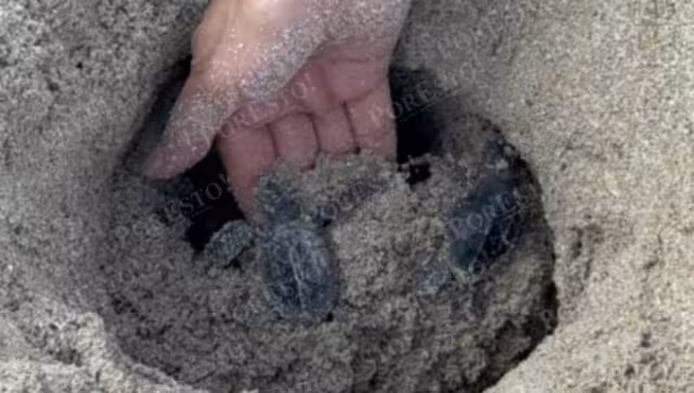 Arribazón 2025: más crías liberadas y mayor protección en Punta Xén