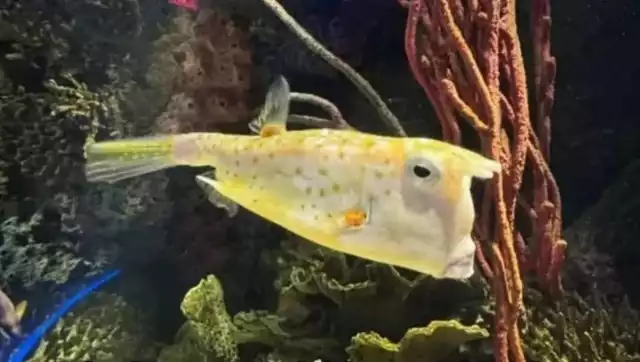 El llamado "Pez Trump" está causando sensación en las redes sociales por su parecido con Donald Trump