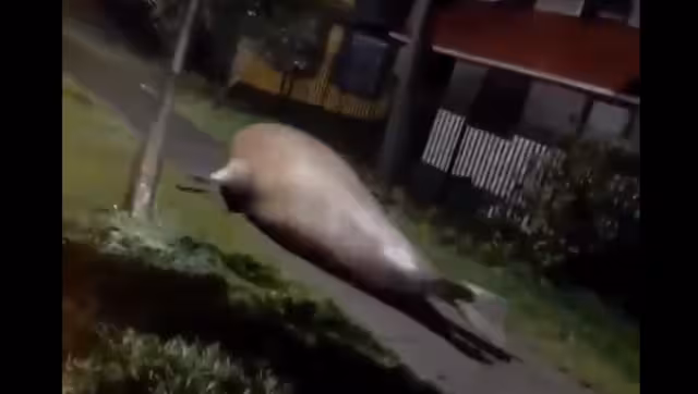 En redes se han compartido grabaciones de la zona de desastre en Florida