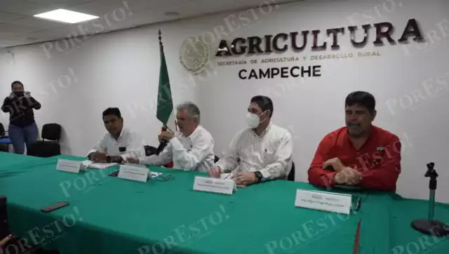 Productores de arroz en Campeche recibirán hasta 93 mdp por la compra de grano del ciclo 2024–2025.