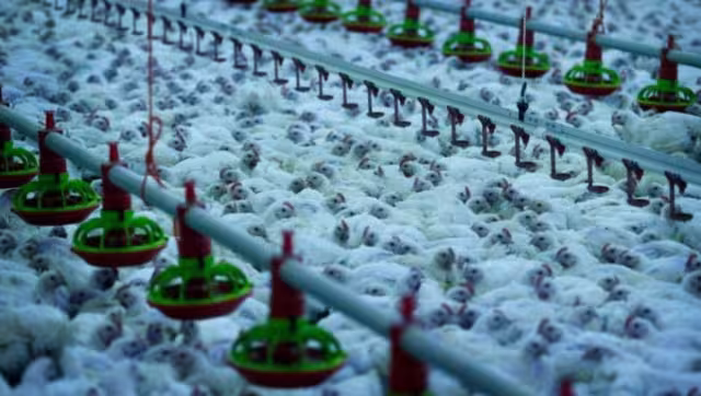 Senasica detectó en una unidad de producción avícola de Cajeme, Sonora el primer caso de influenza aviar AH5