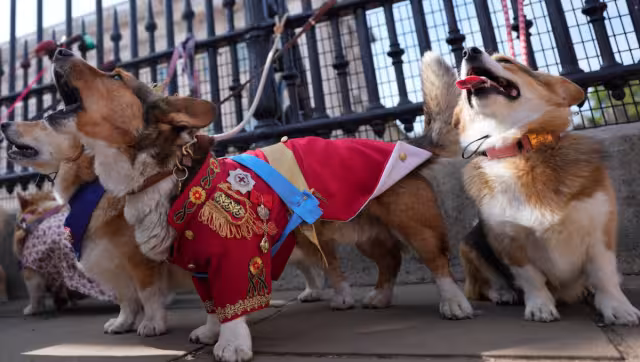 Los corgis eran la raza preferida de la Reina Isabel II