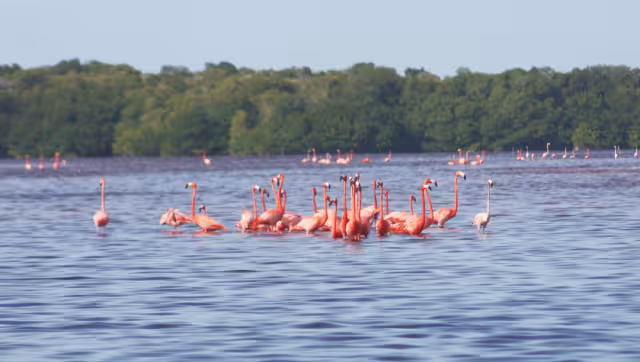 Al nacer los polluelos son blanco-grisáceos, con ciertas zonas del cuerpo negras, pero cuando llegan a la edad adulta adquieren el color rosa