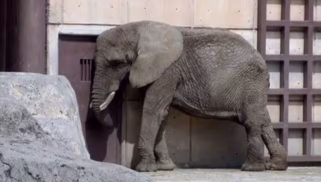 Pretenden apoyar a la elefanta Ely para enviarla a un santuario