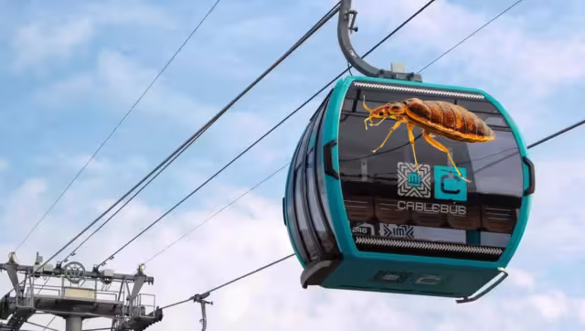 Las chinches comienzan a ser un problema en varias ciudades del mundo