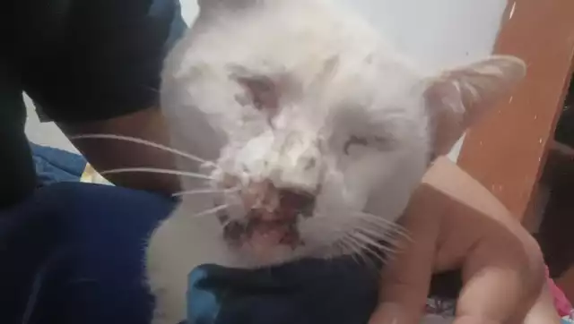 Indigna a vecinos de la colonia Miraflores ataque con dolo a Nieves, un gato doméstico de la localidad