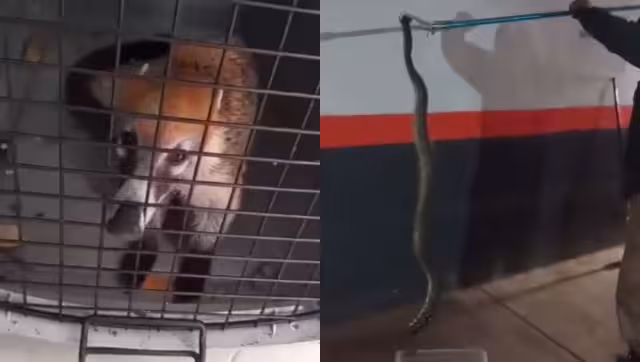 Las especies fueron rescatadas para ser liberadas lejos de la población de Kanasín