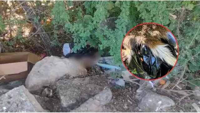 Fiscalía investiga hallazgo de perro desollado en la avenida Gobernadores