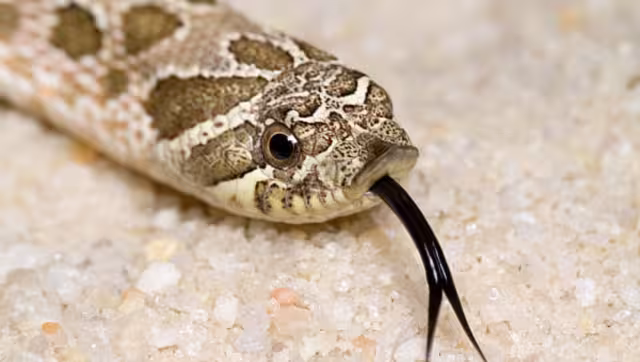 Una de las características de la serpiente es que se hace la muerta