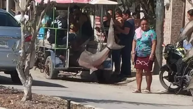 Este escualo es famoso por su capacidad de tolerar el agua dulce