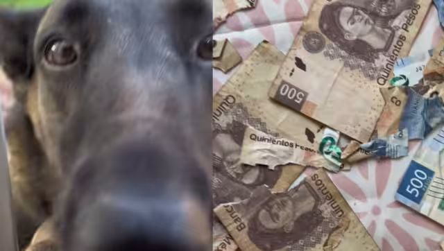 El perrito destruyó alrededor de tres mil pesos