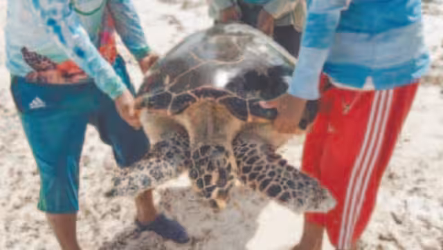 En menos de un mes, han recalado tres tortugas en malas condiciones