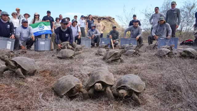 Una herramienta combina datos satelitales con observaciones de campo para devolver a las tortugas a su hogar
