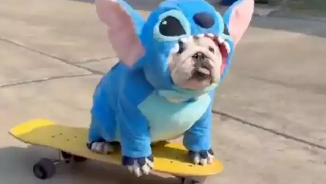 Bulldog inglés se hace viral por salir en con un disfraz de Stitch y una patineta