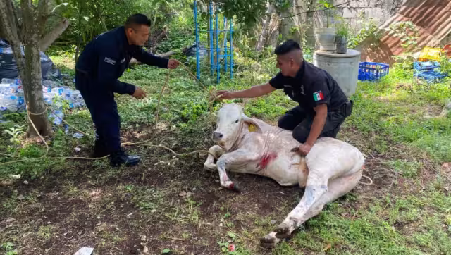 Policías municipales fueron los encargados de resguardar al becerro