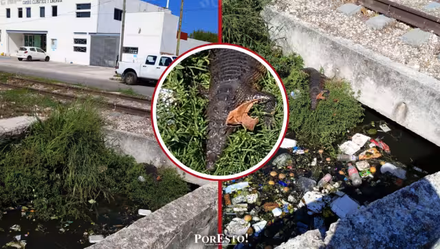Ccocodrilo sale en canal contaminado junto a zona urbana