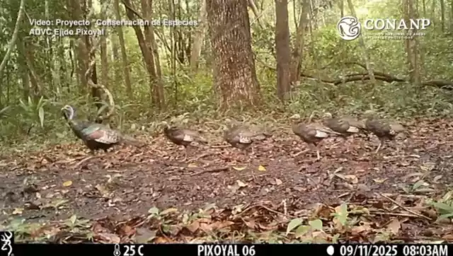 El pavo ocelado representa un tesoro de la selva maya