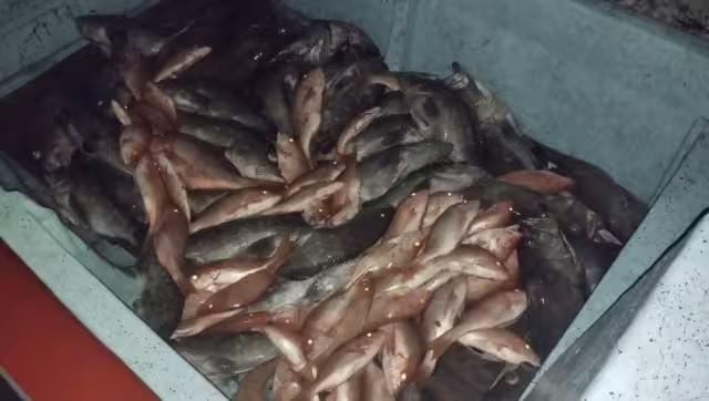 Así luce el mero confiscado en Progreso