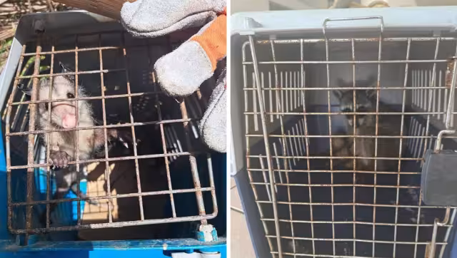 De las 10 zarigüeyas, cinco eran crías