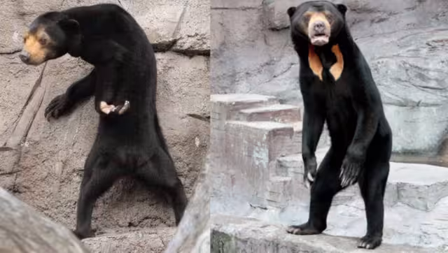 ¿Real o fake?. Foto: Especial