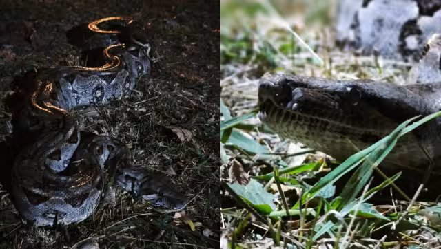 La boa fue capturada y liberada lejos de la zona habitacional