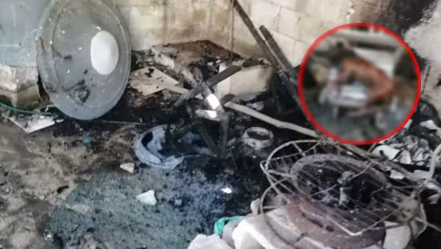 El can quedó atrapado entre el fuego