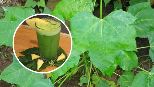 El agua de chaya tiene diversos beneficios para el calor