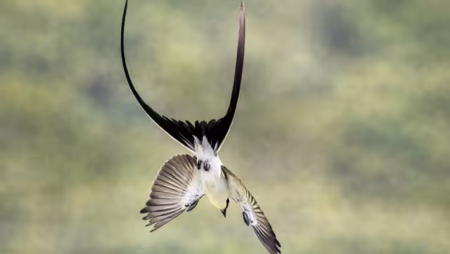 La especie se considera parcialmente migratoria