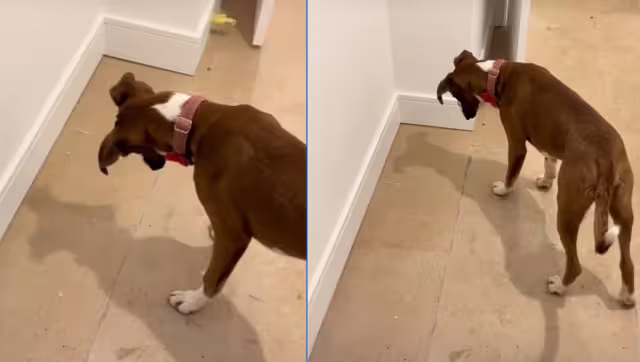 Perro queda impactado por su propia sombra y se hace viral: VIDEO