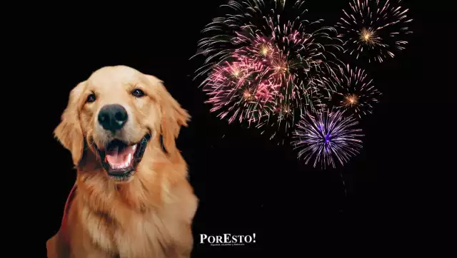 Fabiola González: “La pirotecnia depende de nosotros, toca proteger a las mascotas”