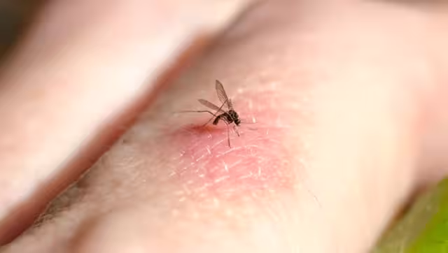 Los mosquitos pueden ser transmisores de enfermedades