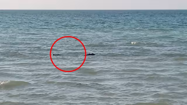 El cocodrilo solamente paseaba en la costa de Las Coloradas